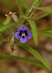 Aptosimum lineare