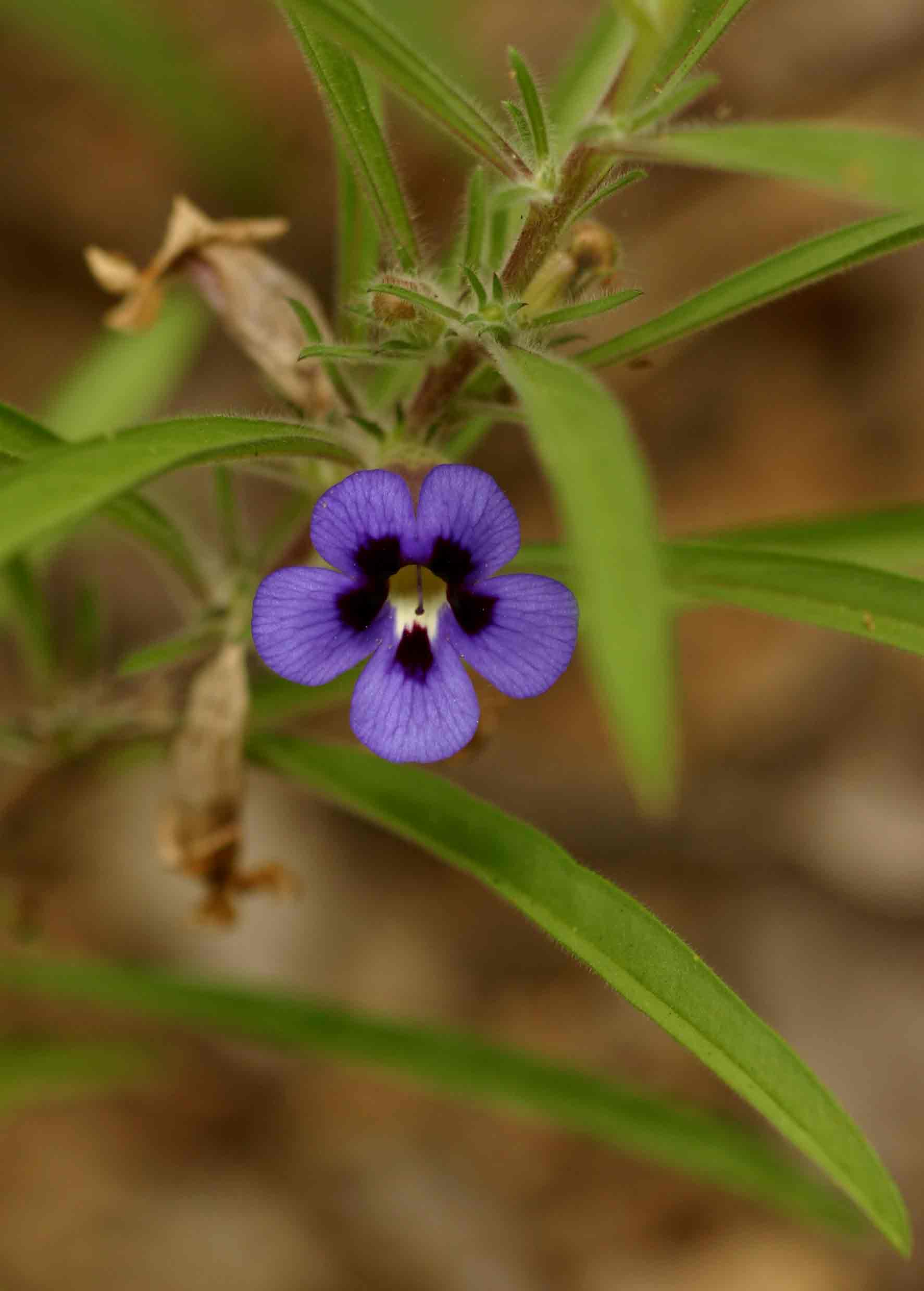 Aptosimum lineare