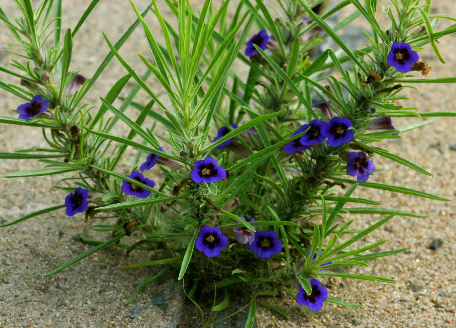Aptosimum lineare