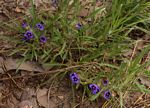 Aptosimum lineare
