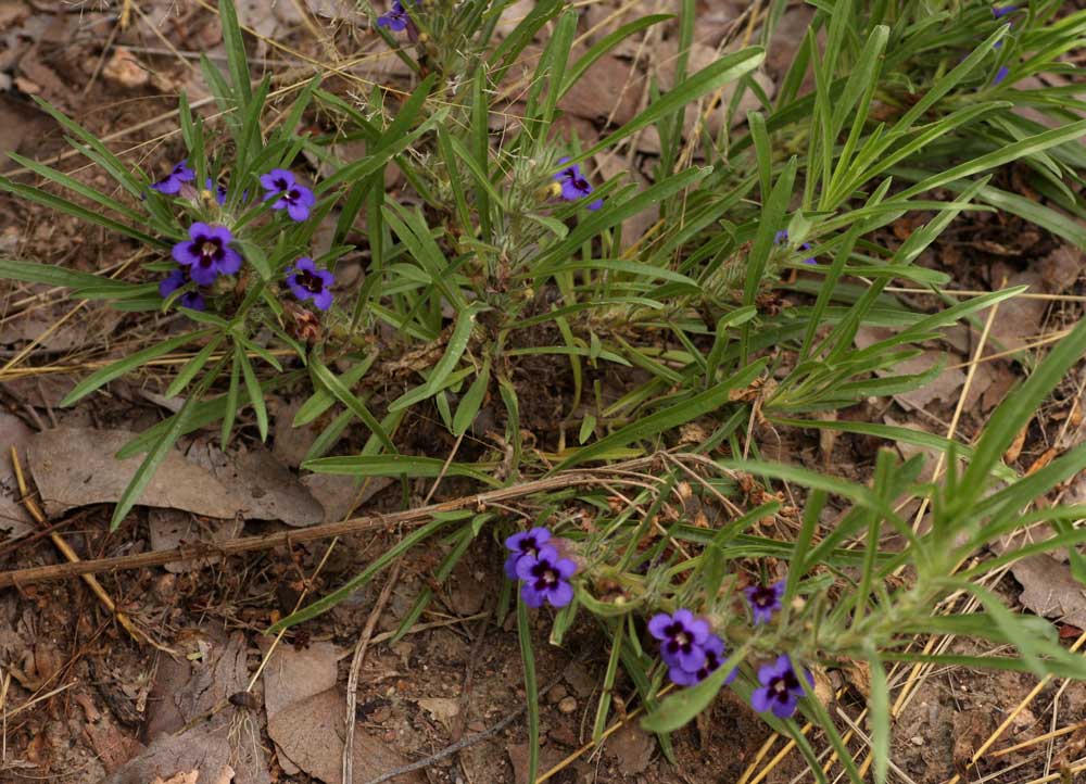 Aptosimum lineare
