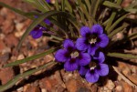 Aptosimum lineare