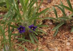Aptosimum lineare
