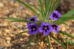 Aptosimum lineare