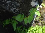 Nemesia zimbabwensis