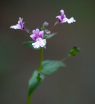 Nemesia zimbabwensis
