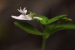 Nemesia zimbabwensis