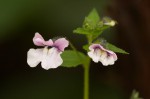 Nemesia zimbabwensis