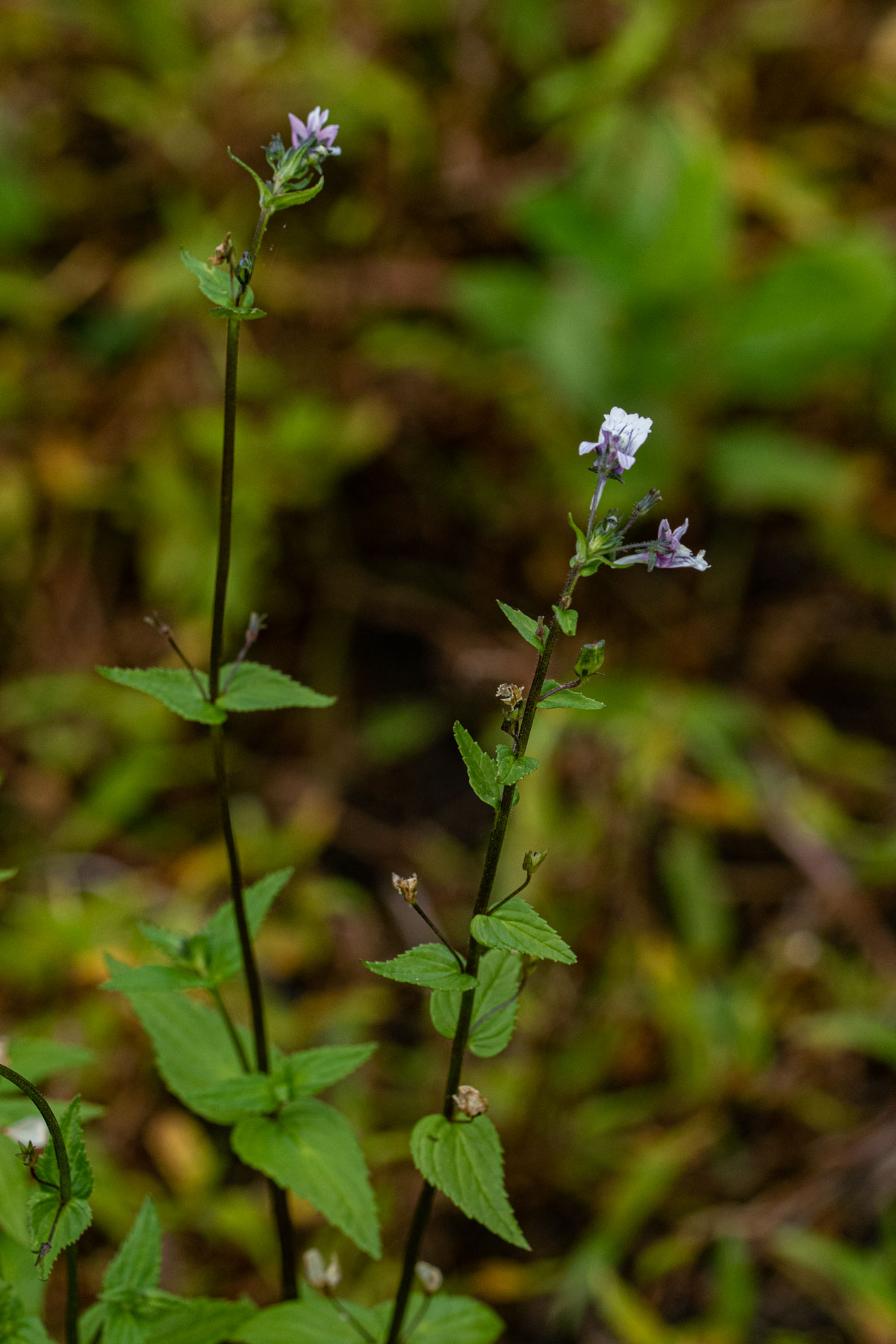 Nemesia zimbabwensis