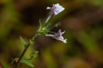 Nemesia zimbabwensis