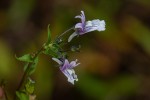 Nemesia zimbabwensis