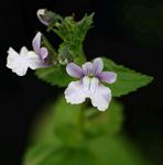 Nemesia zimbabwensis