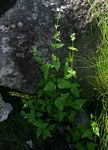 Nemesia zimbabwensis