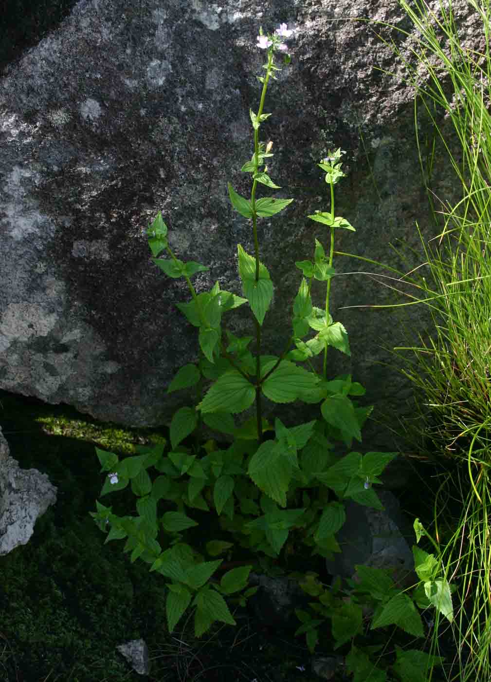 Nemesia zimbabwensis