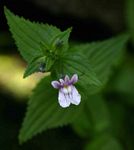 Nemesia zimbabwensis