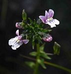 Nemesia zimbabwensis