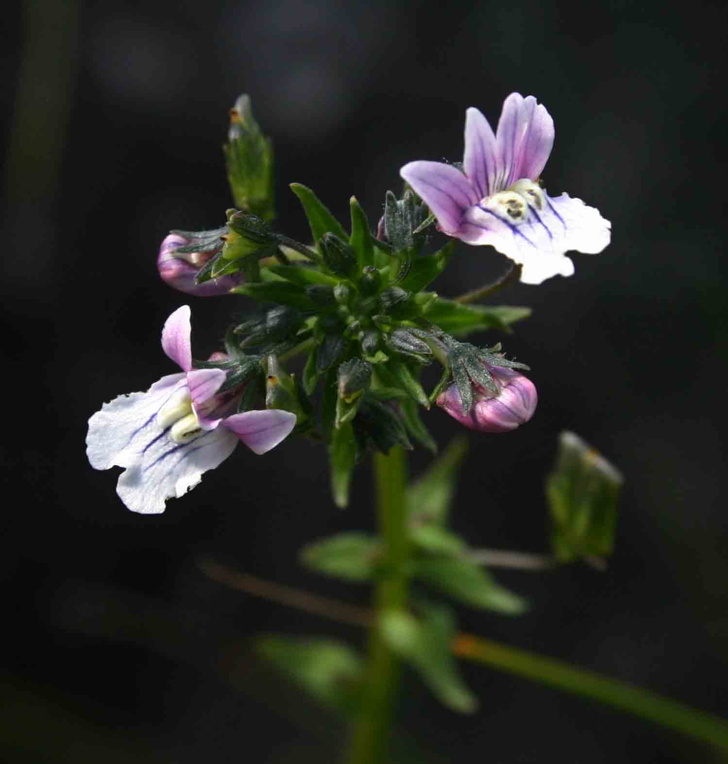 Nemesia zimbabwensis
