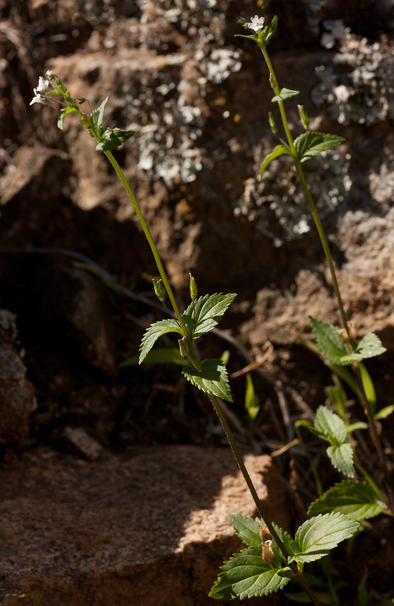 Nemesia zimbabwensis