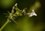 Nemesia zimbabwensis