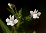 Nemesia zimbabwensis