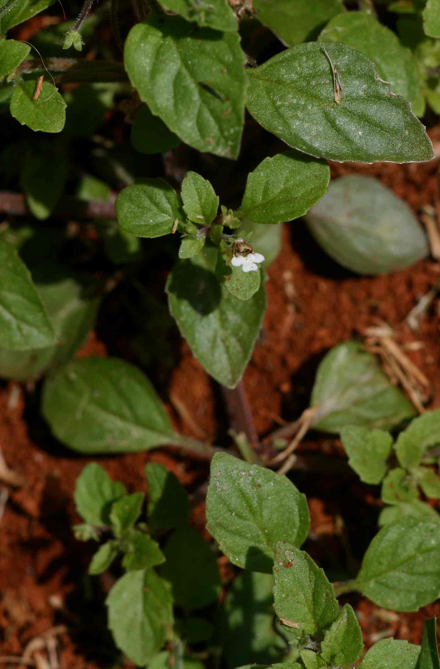 Diclis ovata