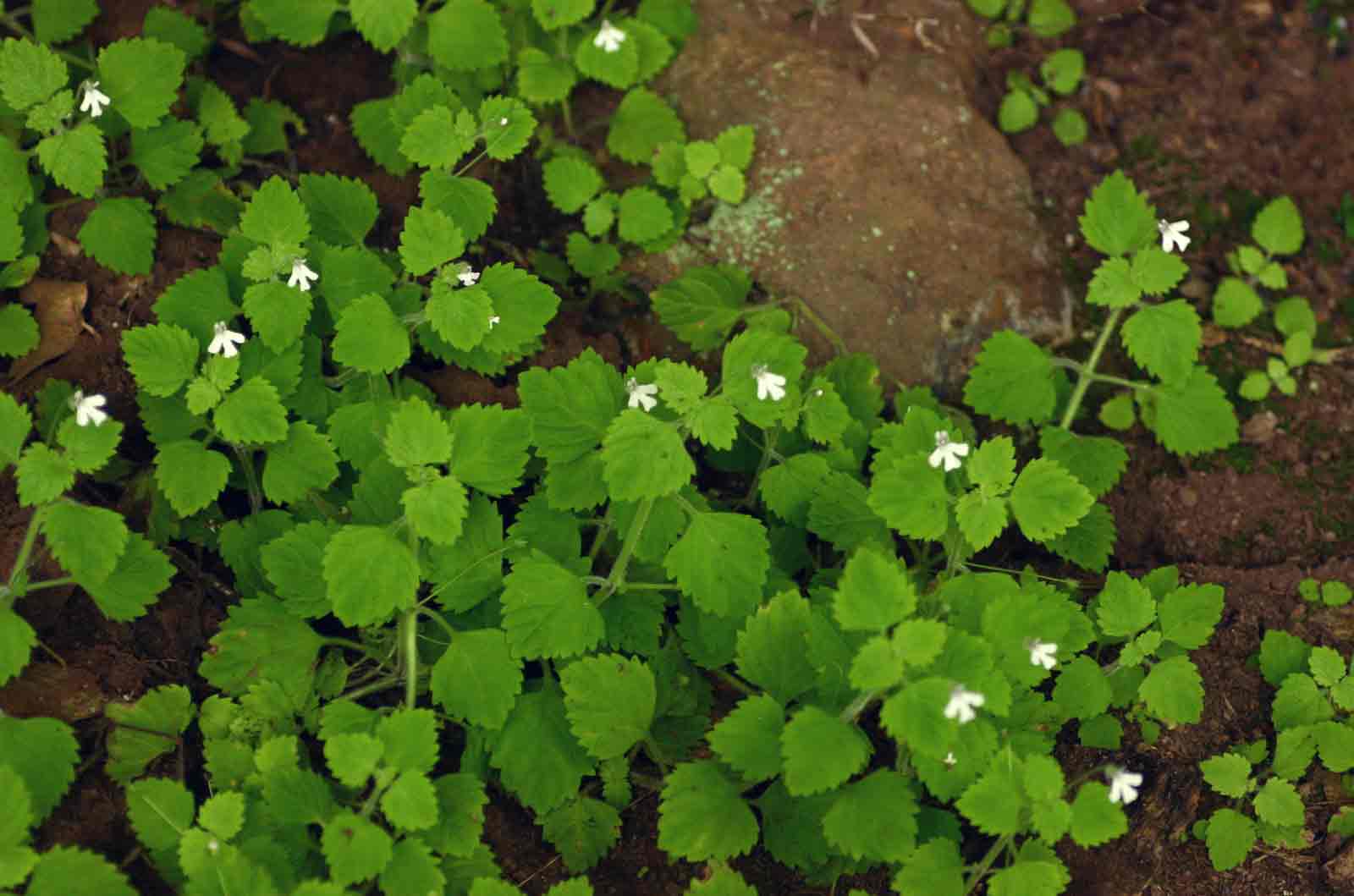 Diclis tenella