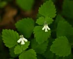 Diclis tenella