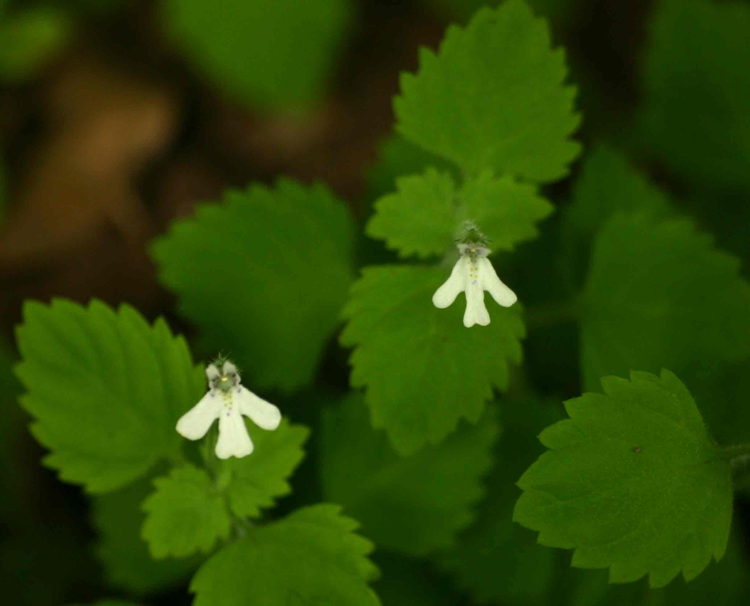 Diclis tenella