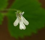 Diclis tenella