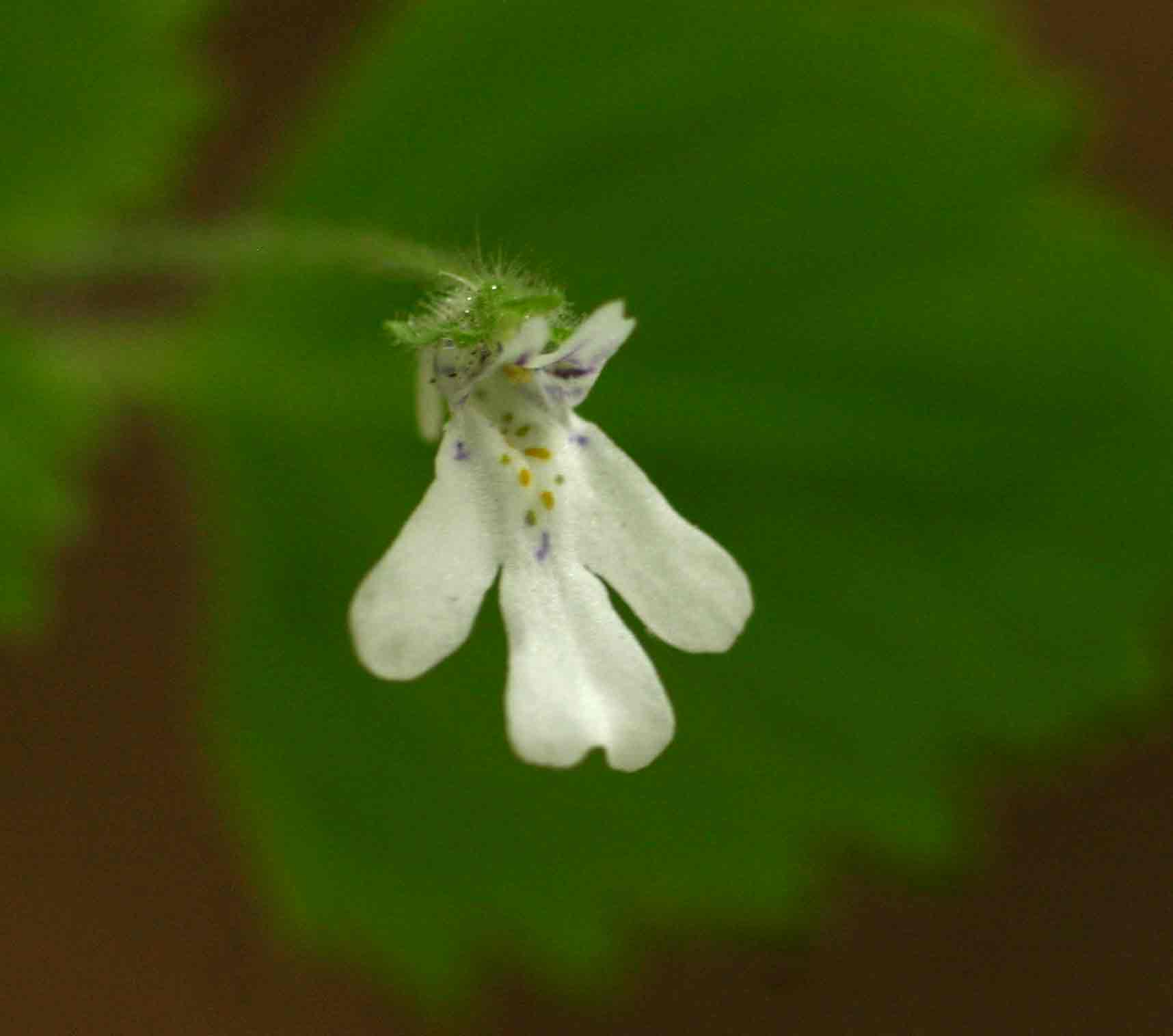 Diclis tenella