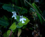 Diclis tenella