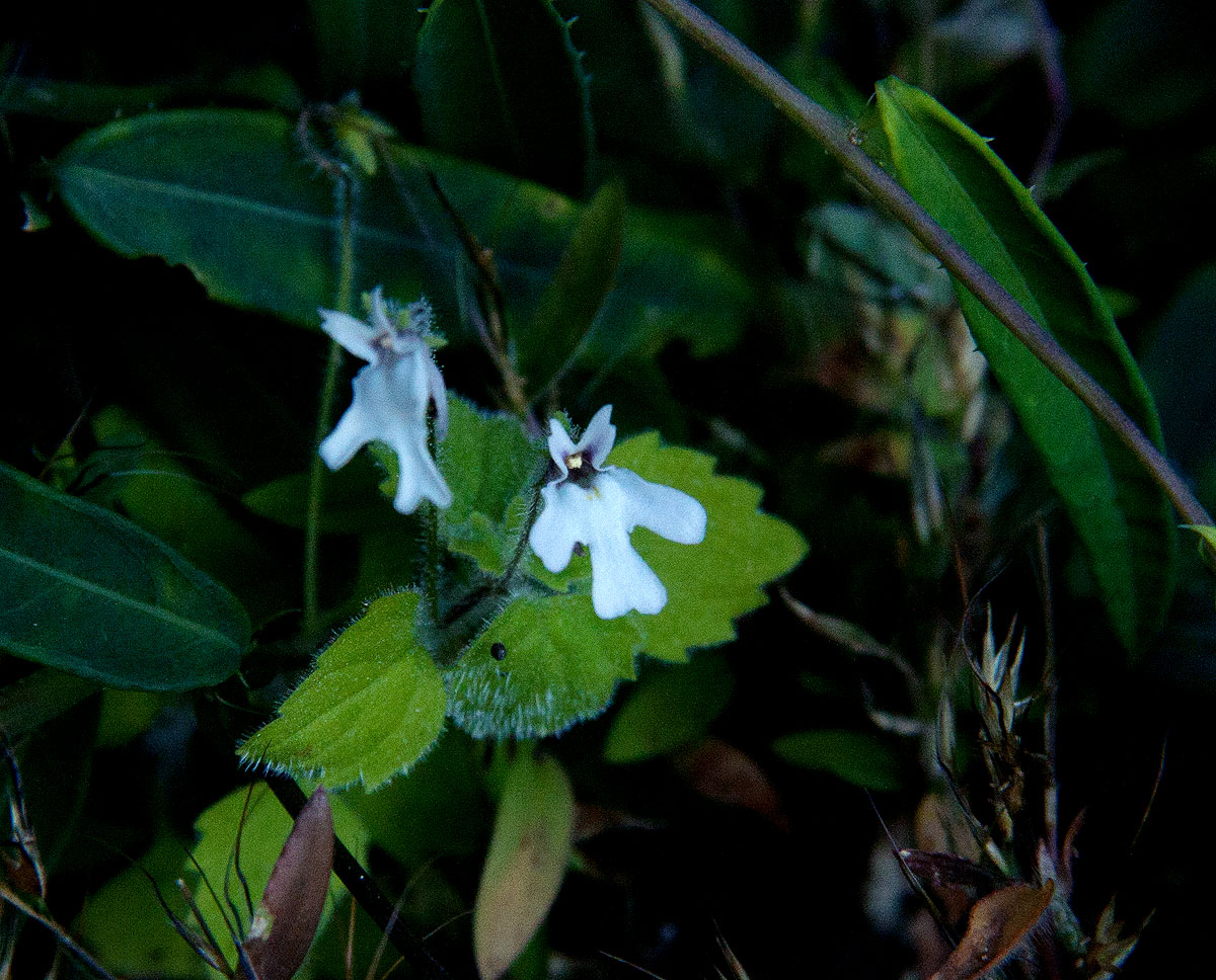 Diclis tenella