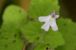 Diclis tenella