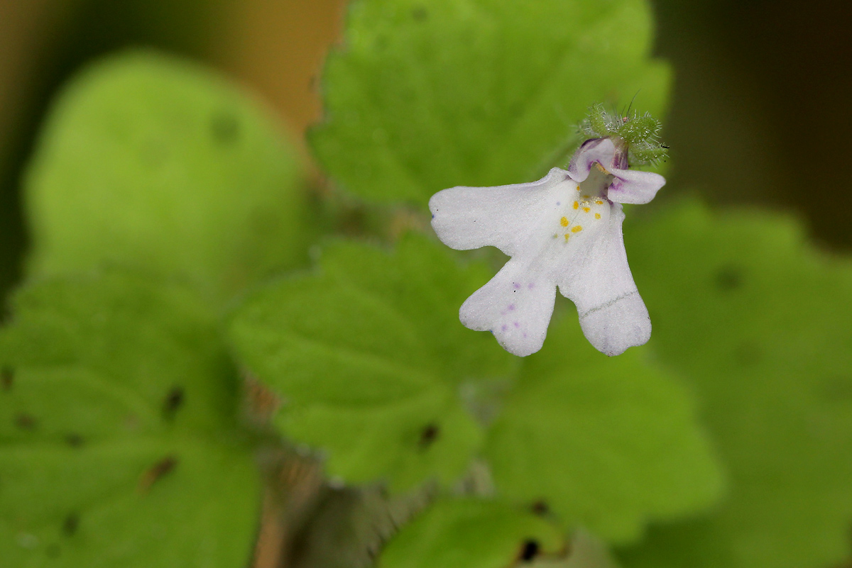 Diclis tenella