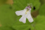 Diclis tenella