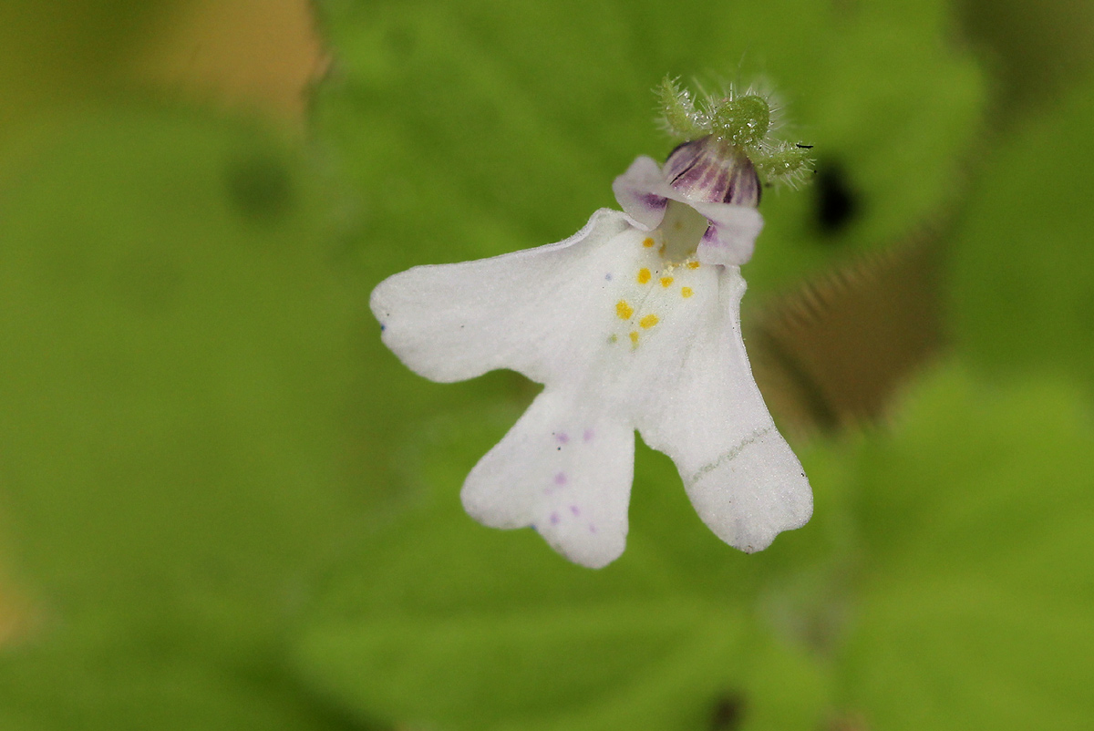 Diclis tenella
