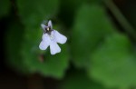 Diclis tenella