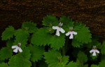 Diclis tenella