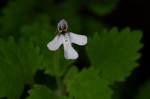 Diclis tenella