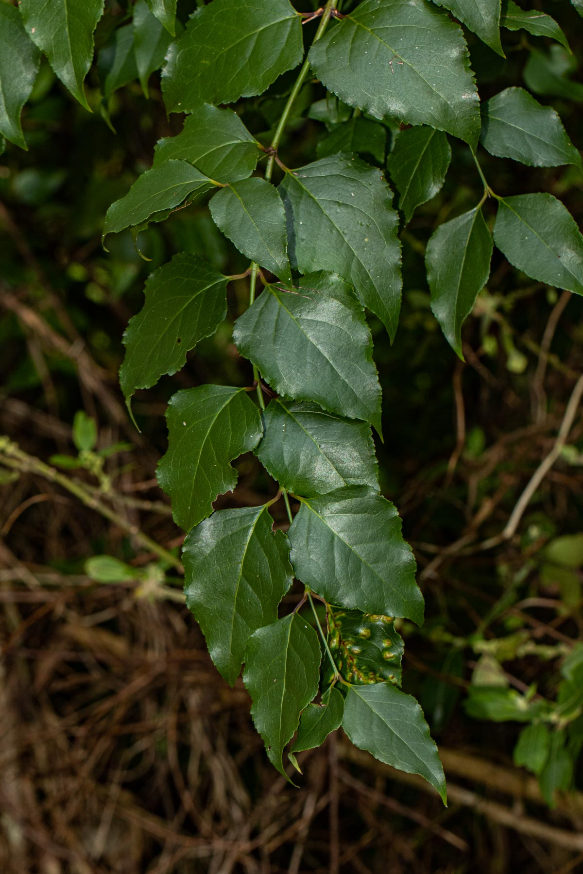 Halleria lucida