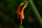 Halleria lucida