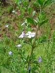 Freylinia tropica