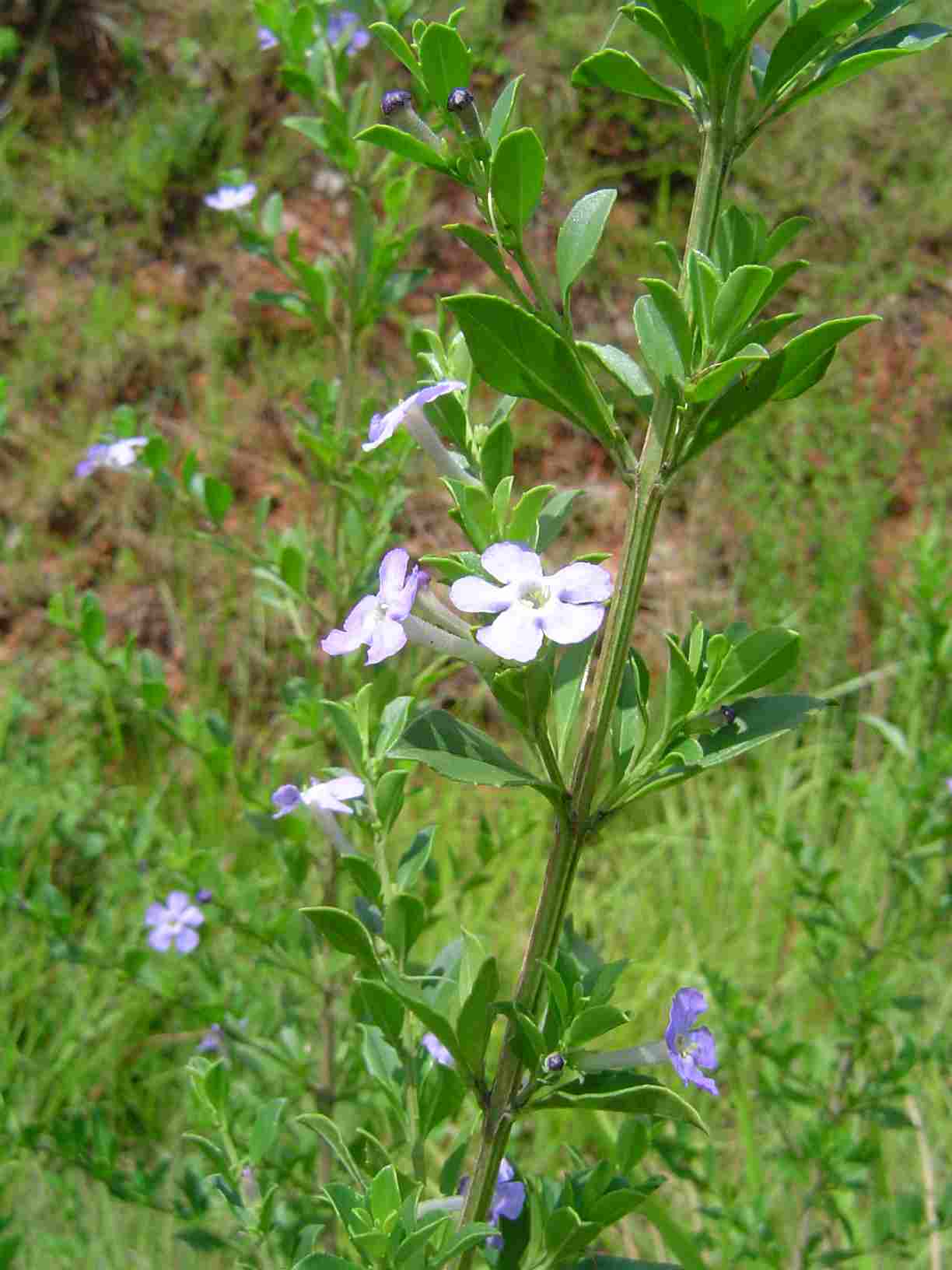 Freylinia tropica