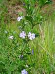 Freylinia tropica
