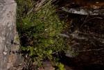 Freylinia tropica