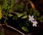 Freylinia tropica