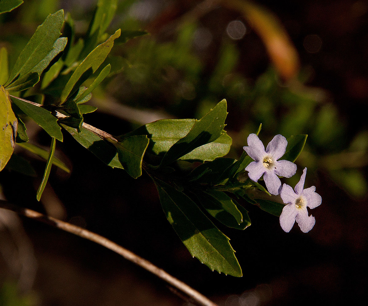 Freylinia tropica