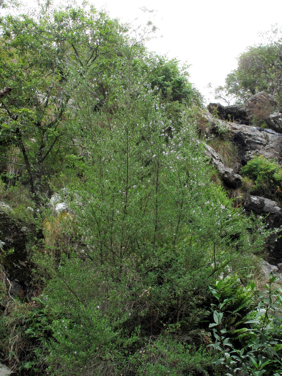 Freylinia tropica