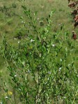 Freylinia tropica