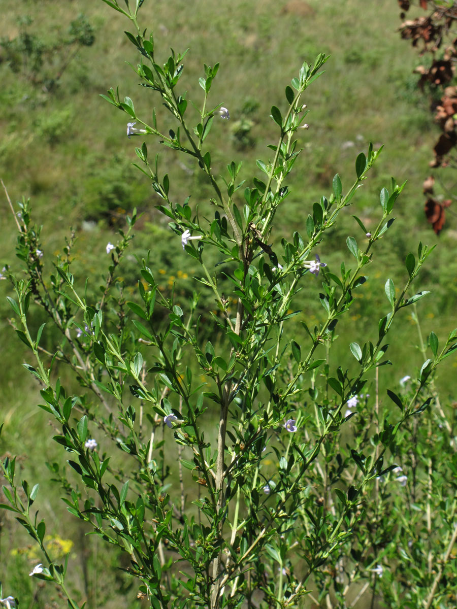 Freylinia tropica